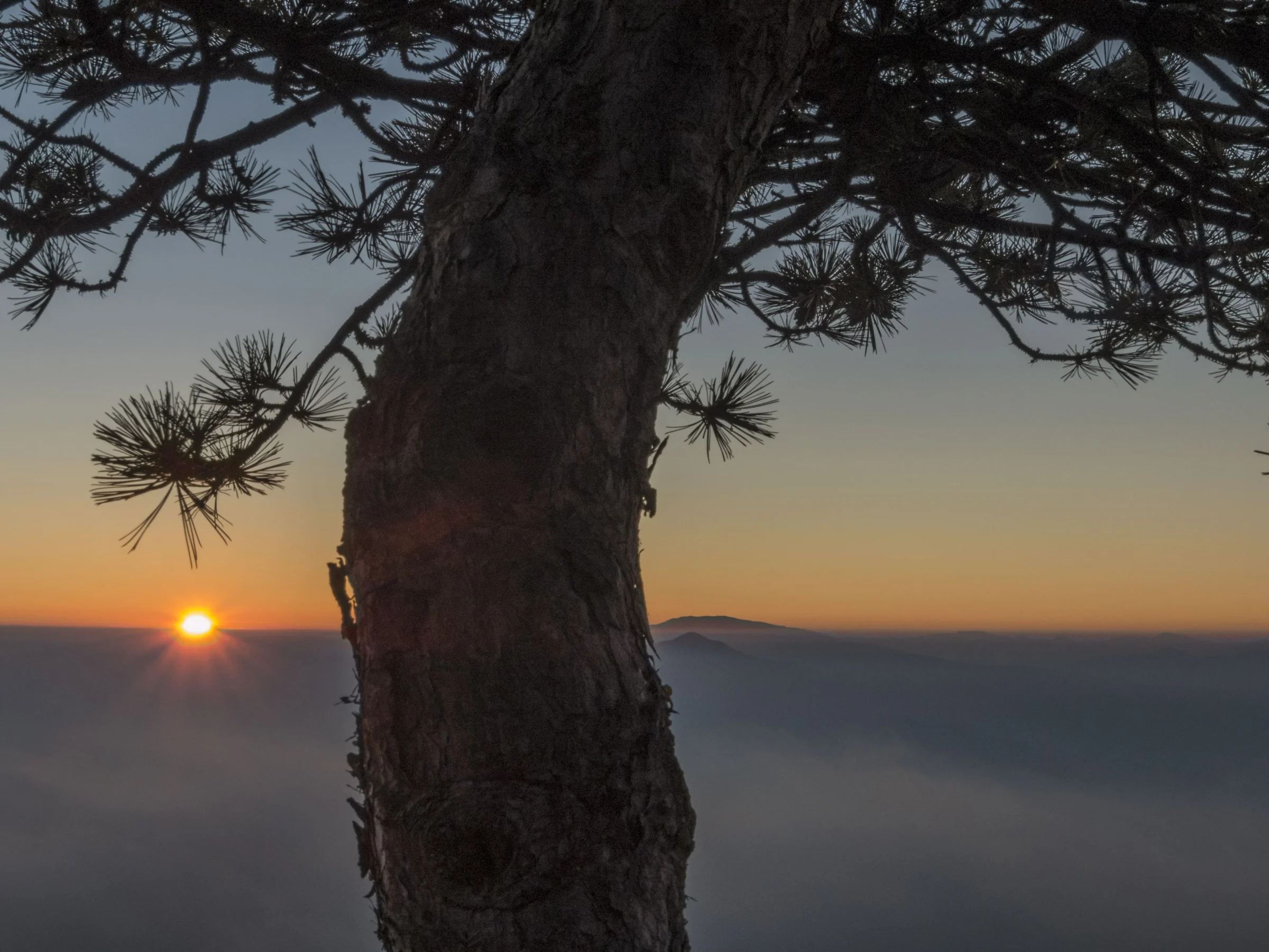 Últimas luces entre un pino y las montañas de Sierra Nevada