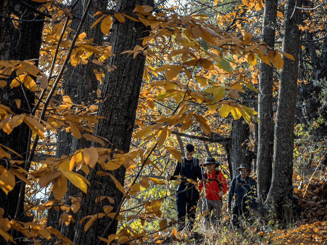 Tres personas recorriendo un sendero entre castaños en otoño en la Alpujarra